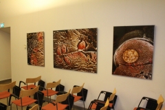 Lennart Nilsson's photography in the seminar room in D house