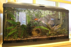 Aquarium in the lunchroom