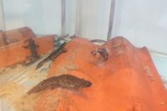 Salamanders at CMB