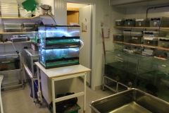 Zebra fish aquariums