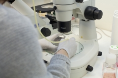 Zebra fish embryos