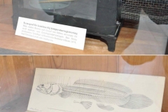 Above: a kymograph for temperature  regulation Below: Illustrations from Erik Müllers book about the anatomy of vertebrates